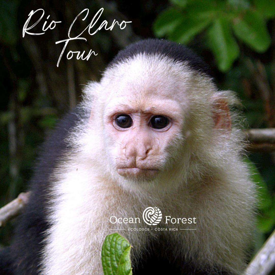 Ocean Forest Ecolodge San Pedrillo Екстериор снимка