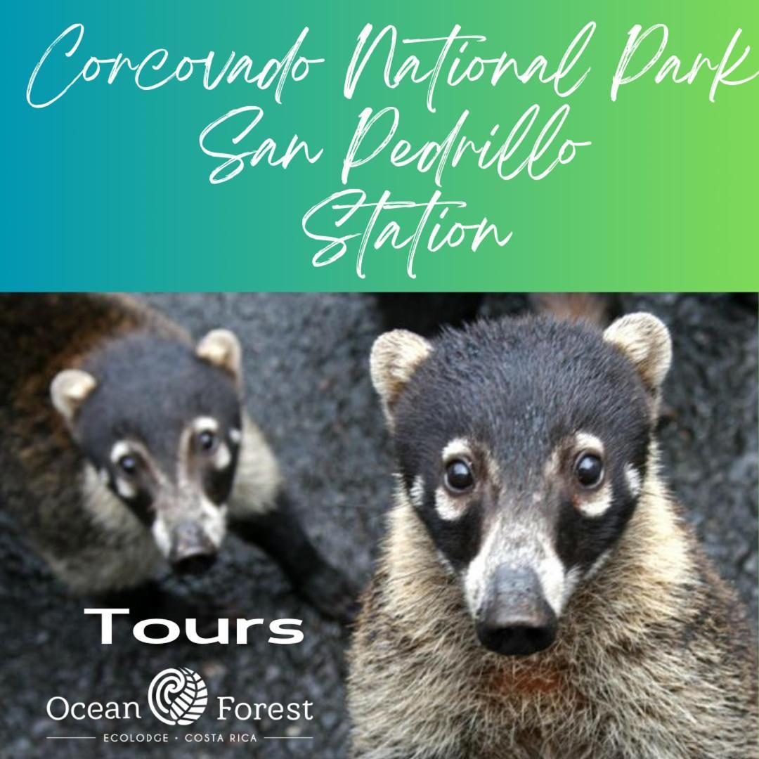 Ocean Forest Ecolodge San Pedrillo Екстериор снимка