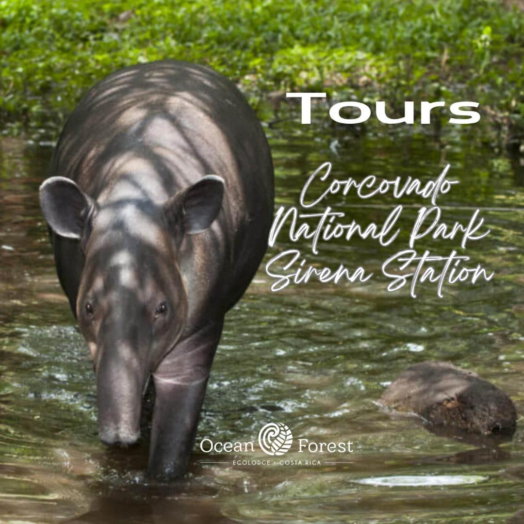 Ocean Forest Ecolodge San Pedrillo Екстериор снимка